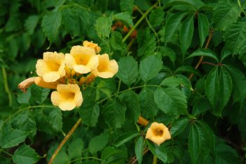 Trumpet Vine | How to Care for Trumpet Vines | Trumpet Vine Care Tips and Tricks | DIY Care for Trumpet Vines | Plant Encyclopedia: Trumpet Vine | Garden | Yard | Landscape