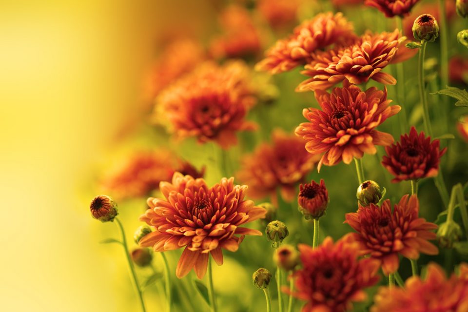 Mums the Word: Fall Flowers ~ Bless My Weeds