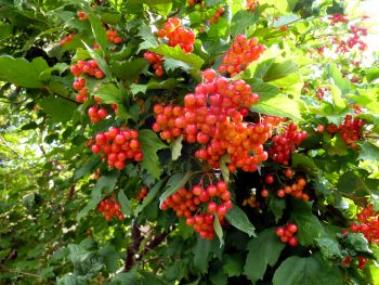 Fall Colored Shrubs | Shrubs for Fall | Best Shrubs for Fall | DIY Fall Yard | Tips and Tricks for Your Yard in Fall | Fall | Shrubs