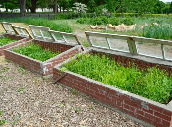 Cold Frame Gardening | DIY Cold Frame Garden | Winter Gardening | Gardening | Gardening Tips and Tricks 