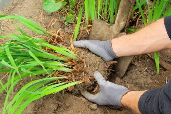 Dividing Perennials | How to Divide Perennials | DIY Garden | Gardening Tips | Flower Gardening Tips | How to Plant and Care for Perennials | Perennials Tips and Tricks