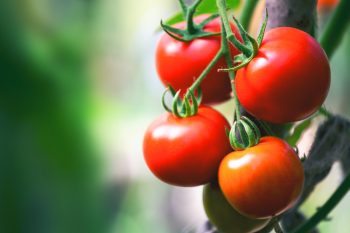 How to Grow Tomatoes in Containers | Grow Tomatoes in Containers | How to Grow Tomatoes | Tomatoes | Growing Tomatoes: Tips and Tricks | Garden Hacks | Garden Tips and Tricks 