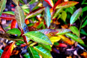 Fall Colored Shrubs | Shrubs for Fall | Best Shrubs for Fall | DIY Fall Yard | Tips and Tricks for Your Yard in Fall | Fall | Shrubs