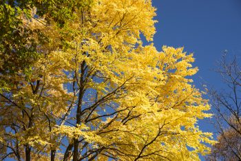 Fall Trees | Fantastic Fall Trees | Yard for Fall | DIY Yard for Fall | Get the Perfect Yard for Fall | Fiery Fall Trees 