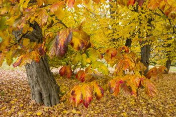 Fall Trees | Fantastic Fall Trees | Yard for Fall | DIY Yard for Fall | Get the Perfect Yard for Fall | Fiery Fall Trees 