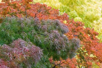 Fall Trees | Fantastic Fall Trees | Yard for Fall | DIY Yard for Fall | Get the Perfect Yard for Fall | Fiery Fall Trees 