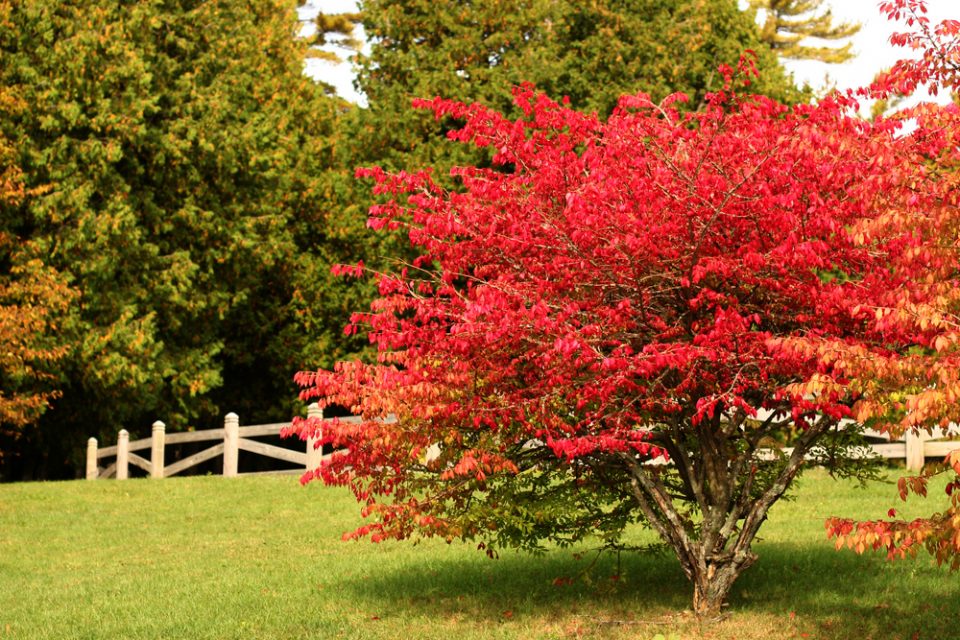 Fall Colored Shrubs to Make Your Neighbors Green With Envy ~ Bless My Weeds