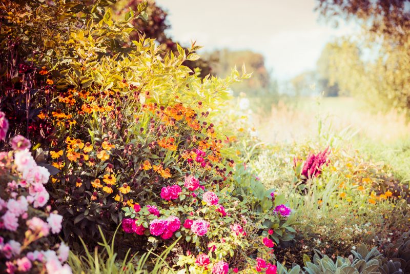 mums the word: fall flowers - bless my weeds