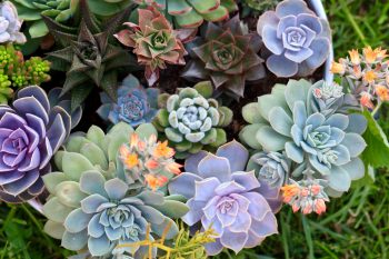 Succulent Pots | Succulent Pots for Happy Plants | Succulent Care Tips and Tricks | Caring for Succulents | Succulents