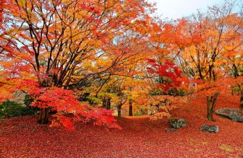 Fall Trees | Fantastic Fall Trees | Yard for Fall | DIY Yard for Fall | Get the Perfect Yard for Fall | Fiery Fall Trees 