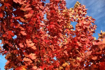 Fall Trees | Fantastic Fall Trees | Yard for Fall | DIY Yard for Fall | Get the Perfect Yard for Fall | Fiery Fall Trees 