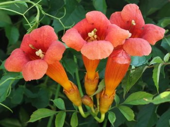 Trumpet Vine | How to Care for Trumpet Vines | Trumpet Vine Care Tips and Tricks | DIY Care for Trumpet Vines | Plant Encyclopedia: Trumpet Vine | Garden | Yard | Landscape