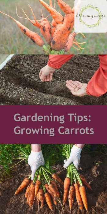Growing Carrots | Plant Guide | Gardening Guide | Garden | Gardening | Growing Carrots Tips and Tricks | Hacks for Growing Carrots