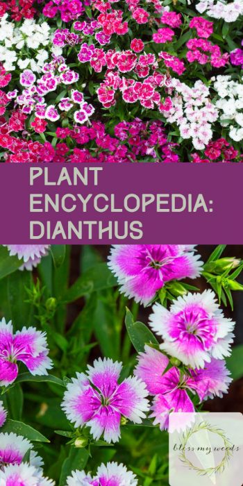 Dianthus | Dianthus Flowers | Pretty Pinks | Garden | Flower Garden | Dianthus Pinks | Plant Encyclopedia: Dianthus | Tips and Tricks for Dianthus