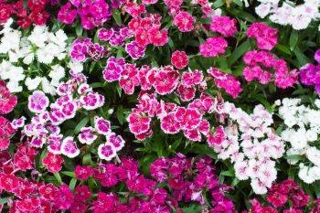 Dianthus | Dianthus Flowers | Pretty Pinks | Garden | Flower Garden | Dianthus Pinks | Plant Encyclopedia: Dianthus | Tips and Tricks for Dianthus