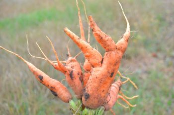 Growing Carrots | Plant Guide | Gardening Guide | Garden | Gardening | Growing Carrots Tips and Tricks | Hacks for Growing Carrots