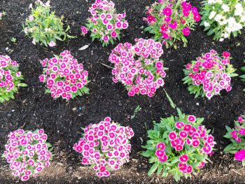 Dianthus | Dianthus Flowers | Pretty Pinks | Garden | Flower Garden | Dianthus Pinks | Plant Encyclopedia: Dianthus | Tips and Tricks for Dianthus