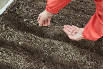 Growing Carrots | Plant Guide | Gardening Guide | Garden | Gardening | Growing Carrots Tips and Tricks | Hacks for Growing Carrots