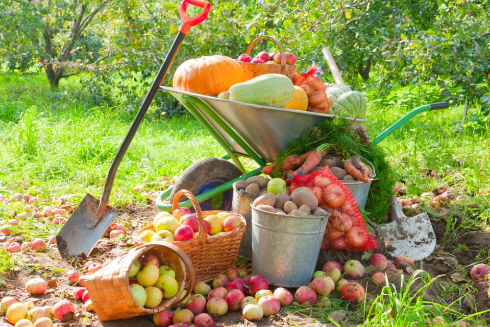 Fall Harvesting Guide to Follow ~ Bless My Weeds