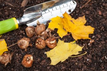 Fall Gardening Tips | Fall Garden | Fall Gardening Tips and Tricks | DIY Fall Gardening | Gardening | Fall Gardening | Fall Gardening Hacks