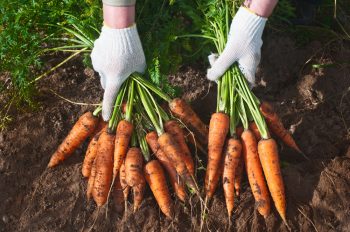 Growing Carrots | Plant Guide | Gardening Guide | Garden | Gardening | Growing Carrots Tips and Tricks | Hacks for Growing Carrots