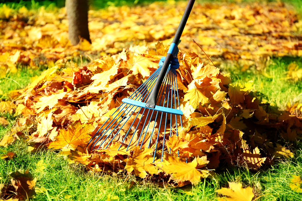 Top 5 Fall Gardening Tips ~ Bless My Weeds