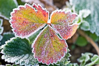 Fall Harvesting | Fall Harvesting Tips and Tricks | Fall Garden | Fall Gardening | Fall Gardening Tips and Tricks | Fall Harvesting Hacks