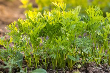 Growing Carrots | Plant Guide | Gardening Guide | Garden | Gardening | Growing Carrots Tips and Tricks | Hacks for Growing Carrots