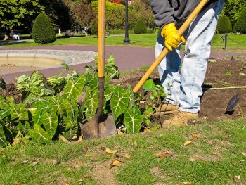 Fall Gardening Tips | Fall Garden | Fall Gardening Tips and Tricks | DIY Fall Gardening | Gardening | Fall Gardening | Fall Gardening Hacks