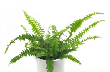 Ferns | Plant Encyclopedia: Ferns | Fern Care Tips and Tricks | Learn How to Care for Ferns | Care for Ferns | Ferns Tips and Tricks 