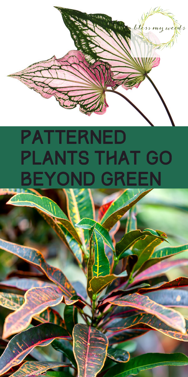 Patterned Plants That Go Beyond Green ~ Bless My Weeds