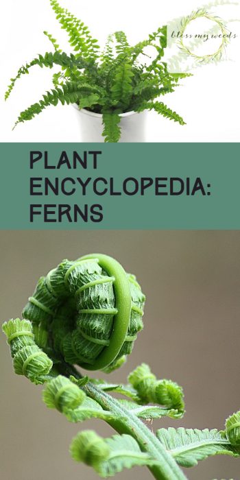 Ferns | Plant Encyclopedia: Ferns | Fern Care Tips and Tricks | Learn How to Care for Ferns | Care for Ferns | Ferns Tips and Tricks 