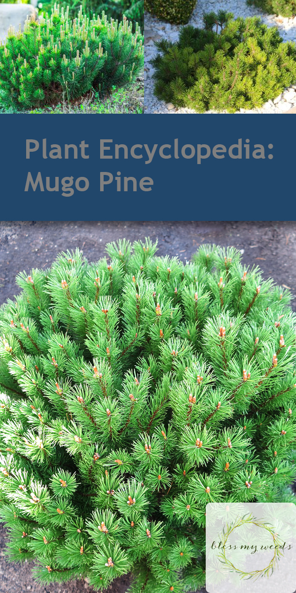Mugo Pine Tree: the Complete Care Guide ~ Bless My Weeds