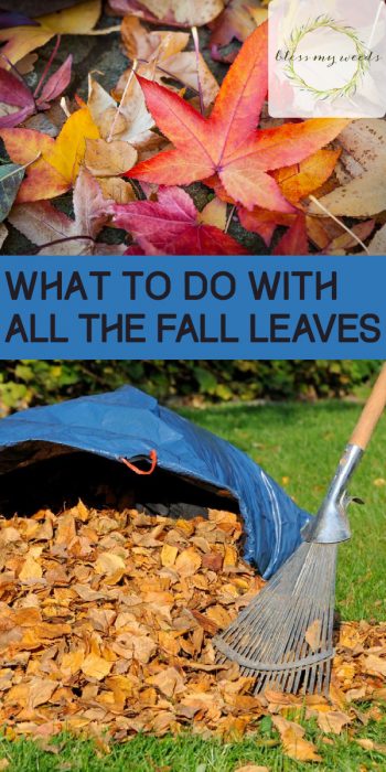 What to Do With All the Fall Leaves ~ Bless My Weeds
