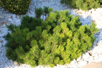 Mugo Pine | Plant Encyclopedia: Mugo Pine | Mugo Pine Hacks | How to Grow Mugo Pine | Tips and Tricks for Growing Mugo Pine | Mugo Pine Care Tips