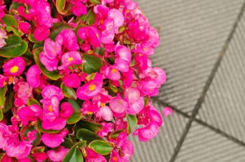 Container Gardening | Pretty in Pink Flower Gardens | Pretty in Pink Flowers | Container Gardening Tips and Tricks | Container Gardens | Container Gardens: Flowers 