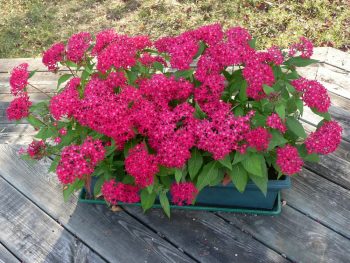 Container Gardening | Rectangular Containers | Container Gardening Tips | Rectangular Container Gardening | Rectangular Container Gardens | Rectangular Container Gardening Tips