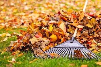 Fall Cleanup | Fall Leaves | Fall Leaf Cleanup | Fall Leaves Cleanup Tips and Tricks | Fall | Autumn | Fall Cleanup Hacks 