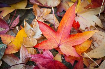 Fall Cleanup | Fall Leaves | Fall Leaf Cleanup | Fall Leaves Cleanup Tips and Tricks | Fall | Autumn | Fall Cleanup Hacks 