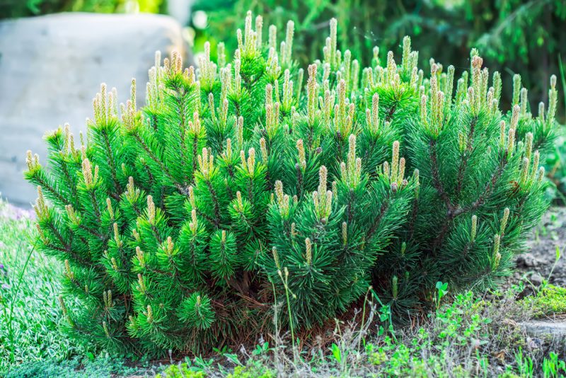 Mugo Pine Tree: the Complete Care Guide ~ Bless My Weeds