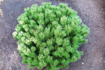 Mugo Pine | Plant Encyclopedia: Mugo Pine | Mugo Pine Hacks | How to Grow Mugo Pine | Tips and Tricks for Growing Mugo Pine | Mugo Pine Care Tips