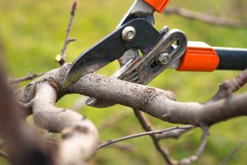 Tree Pruning Ideas | How to Prune Trees | Winter Tree Pruning | Pruning | Winter Pruning | Tips and Tricks for Winter Tree Pruning | Tips and Tricks for Pruning | Pruning Tips and Tricks