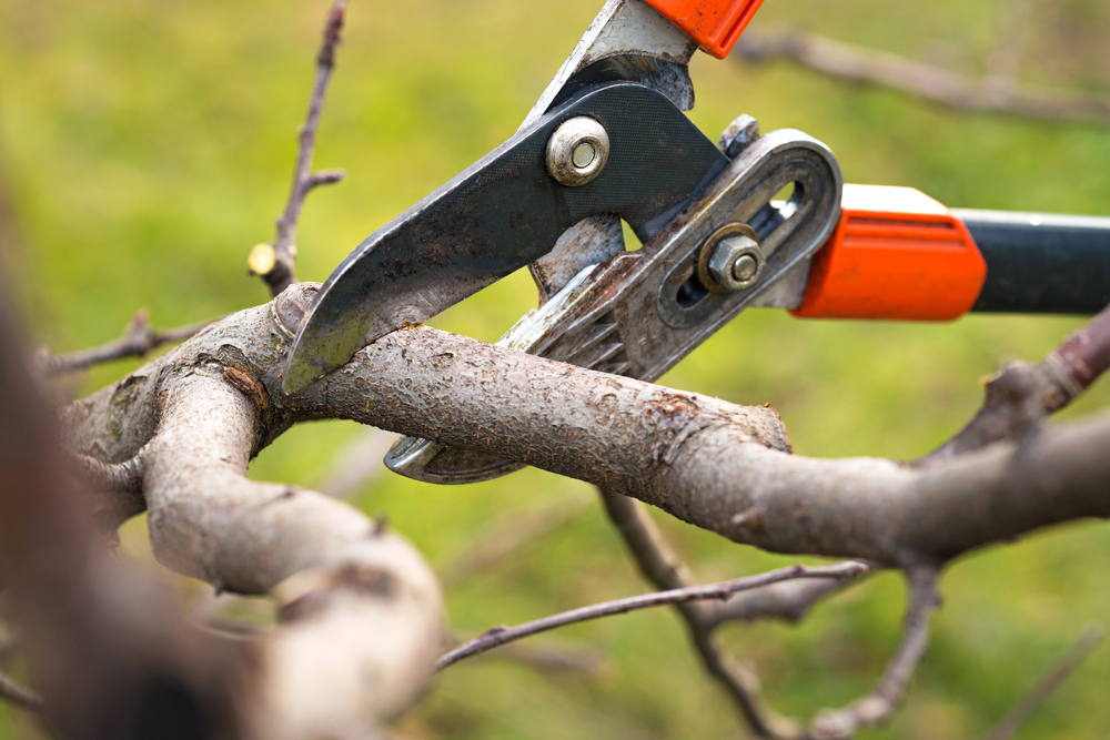 Tree Pruning Ideas | How to Prune Trees | Winter Tree Pruning | Pruning | Winter Pruning | Tips and Tricks for Winter Tree Pruning | Tips and Tricks for Pruning | Pruning Tips and Tricks