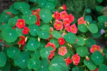 Container Gardening | Pretty in Pink Flower Gardens | Pretty in Pink Flowers | Container Gardening Tips and Tricks | Container Gardens | Container Gardens: Flowers 