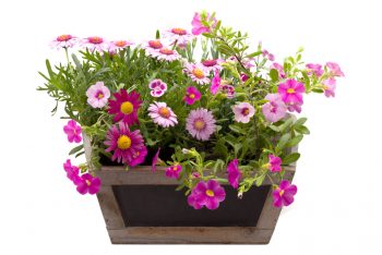 Container Gardening | Pretty in Pink Flower Gardens | Pretty in Pink Flowers | Container Gardening Tips and Tricks | Container Gardens | Container Gardens: Flowers 