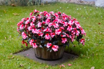 Container Gardening | Pretty in Pink Flower Gardens | Pretty in Pink Flowers | Container Gardening Tips and Tricks | Container Gardens | Container Gardens: Flowers 