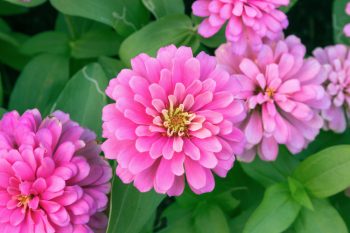 Container Gardening | Pretty in Pink Flower Gardens | Pretty in Pink Flowers | Container Gardening Tips and Tricks | Container Gardens | Container Gardens: Flowers 