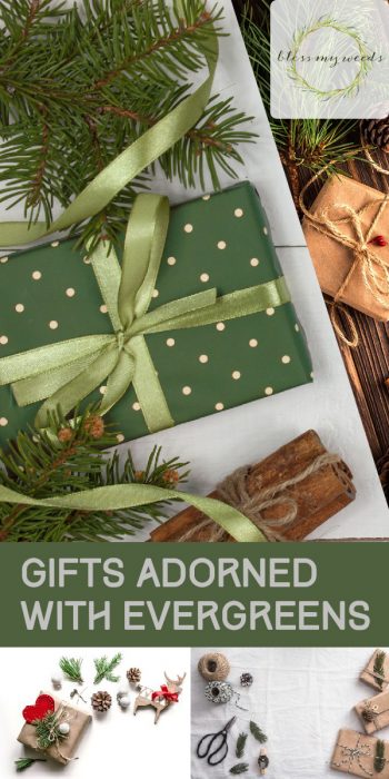 Evergreens | Gifts Adorned with Evergreens | Gift Wrapped with Evergreens | Evergreen Gifts | Gifts with Evergreens | Evergreen Decor | Evergreen Decorations | Evergreen Tips and Tricks 