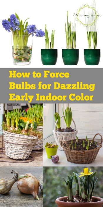 Force Bulbs | How to Force Bulbs | Force Bulbs for the Winter | Winter Bulbs | Winter Bulb Tips and Tricks | Force Bulbs Tips and Tricks