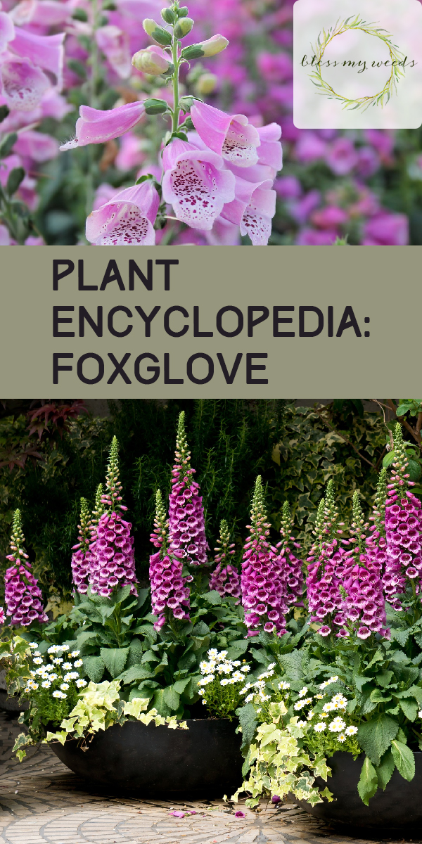 Plant Encyclopedia: Foxglove ~ Bless My Weeds